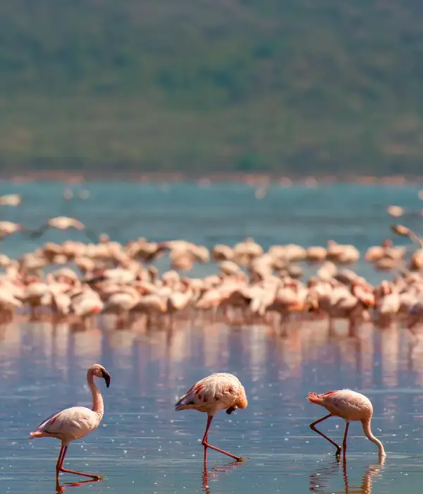 1 Day Safari Lake Manyara National Park