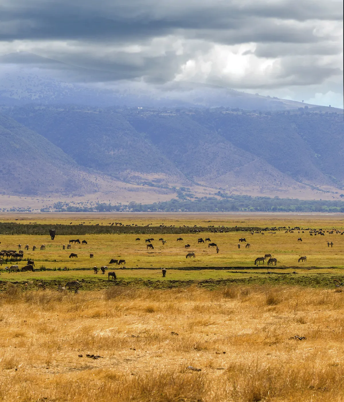 Ngorongoro Crater Giraffe