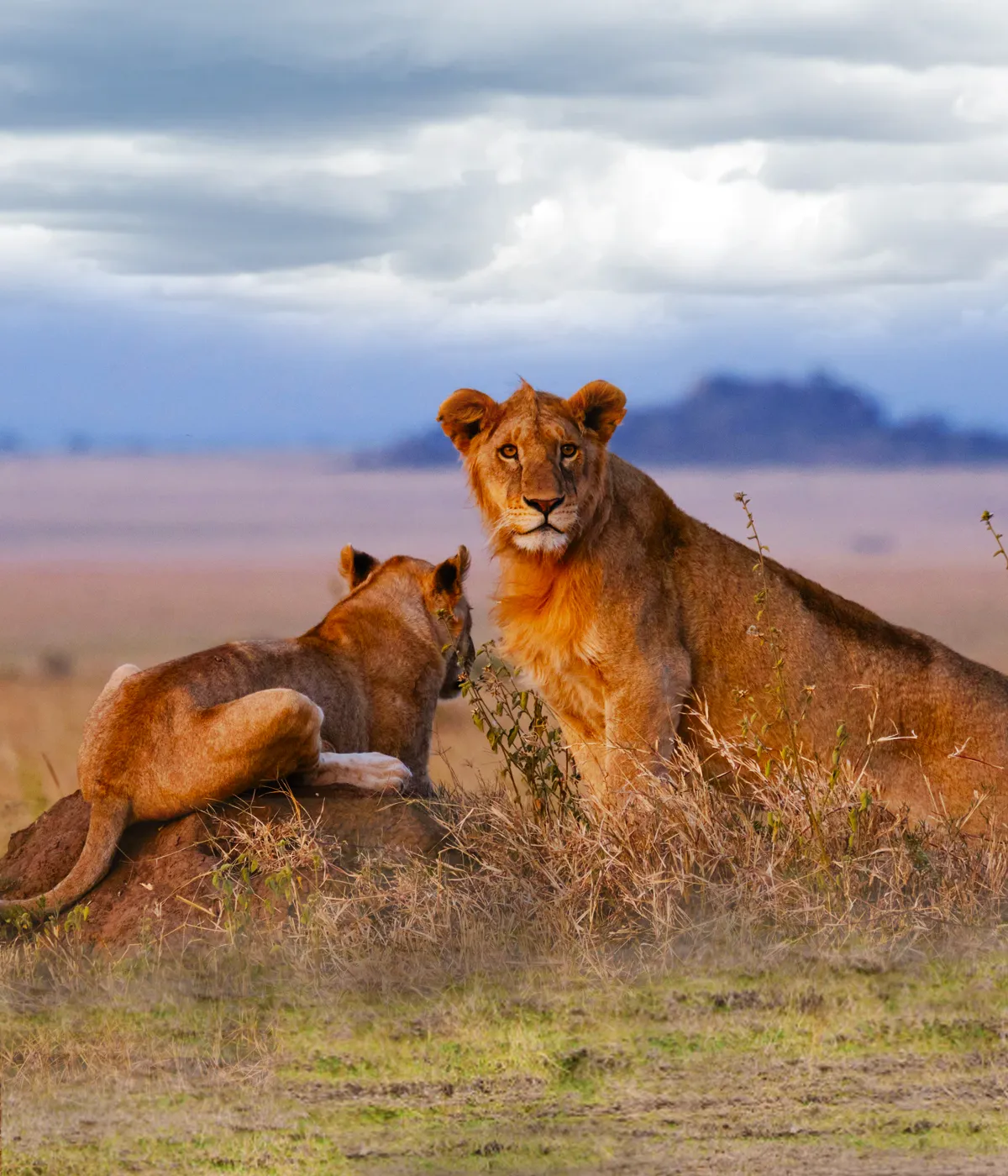 Ngorongoro Crater Attraction