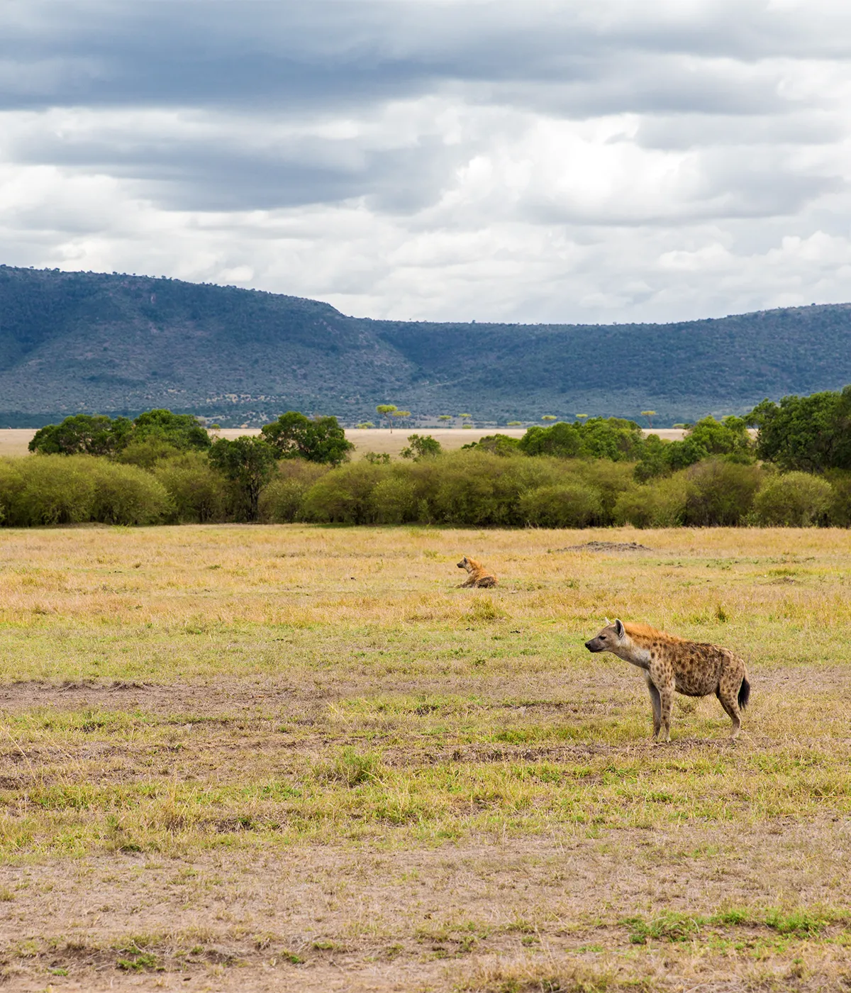 Ngorongoro Crater Wildlife