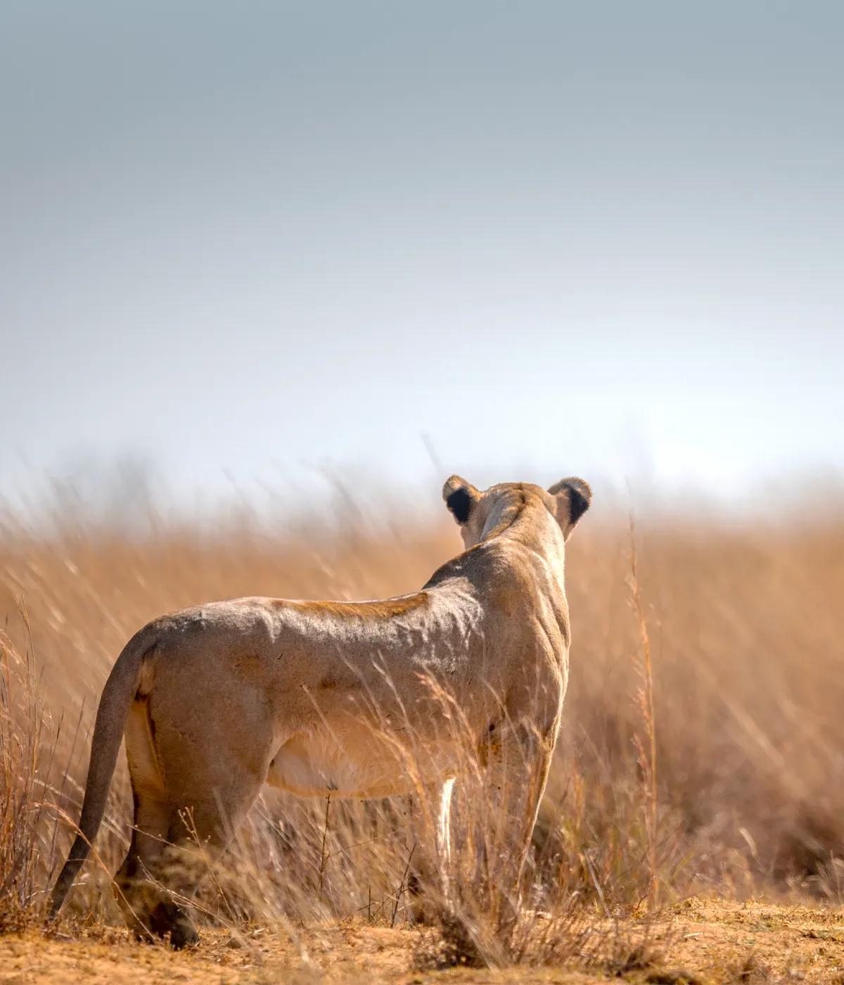 Tarangire National Park Attractions