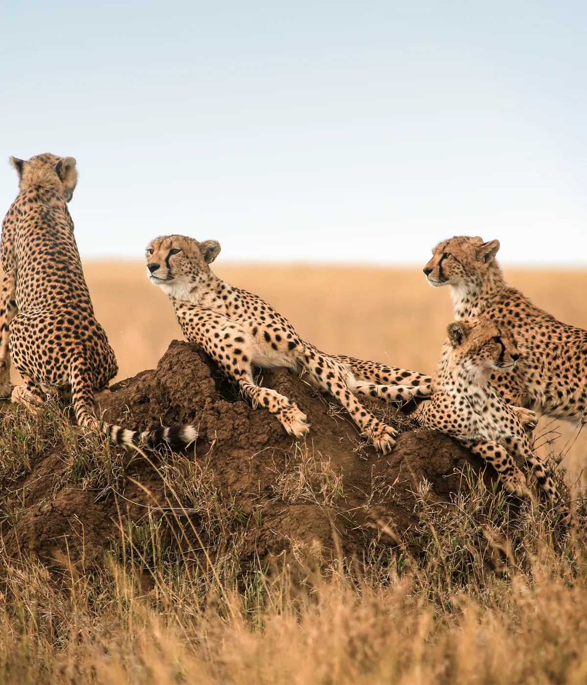 Tarangire National Park Wildlife