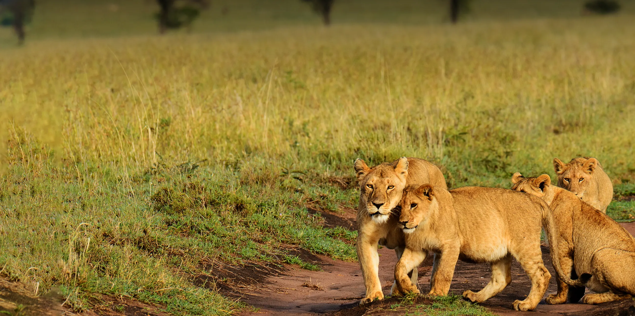 1 Day Safari Tarangire National Park