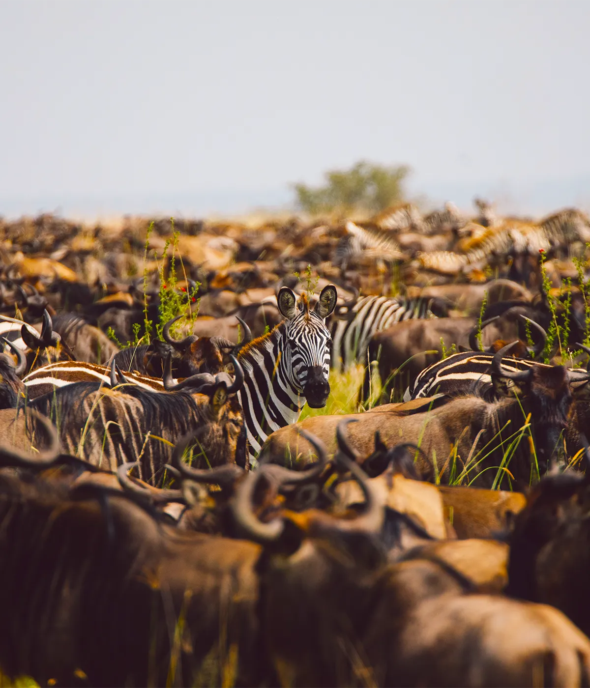 Serengeti Wildebeest