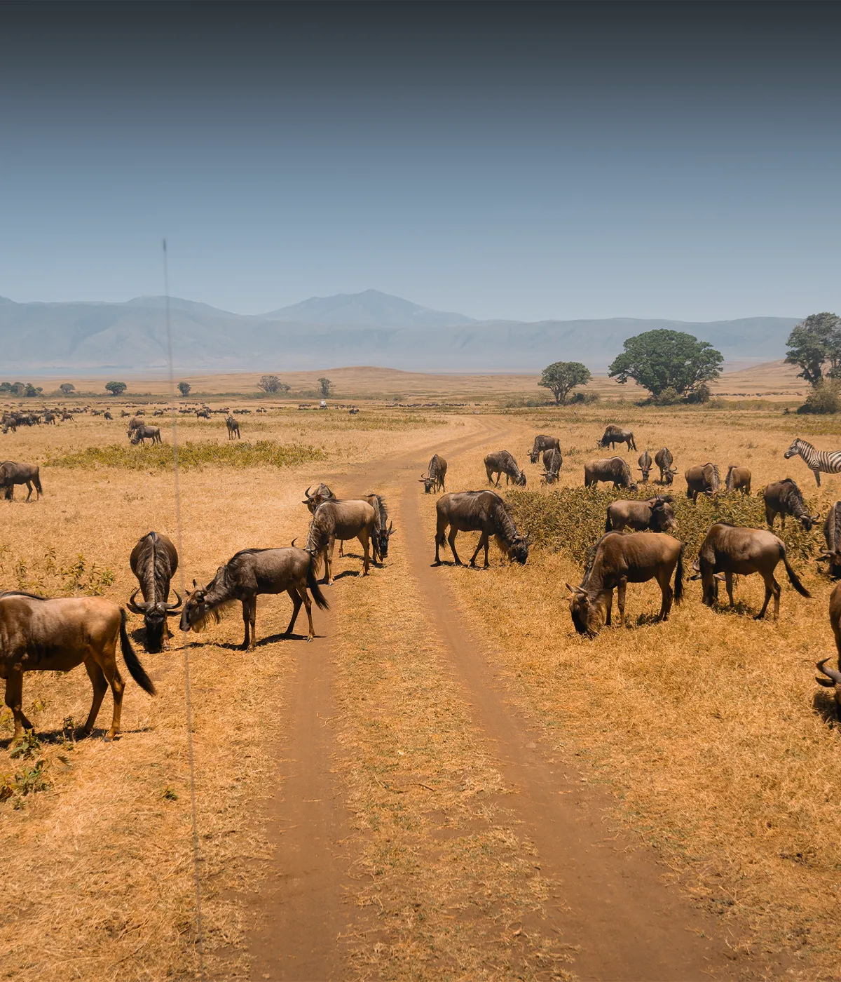 Serengeti Attractions
