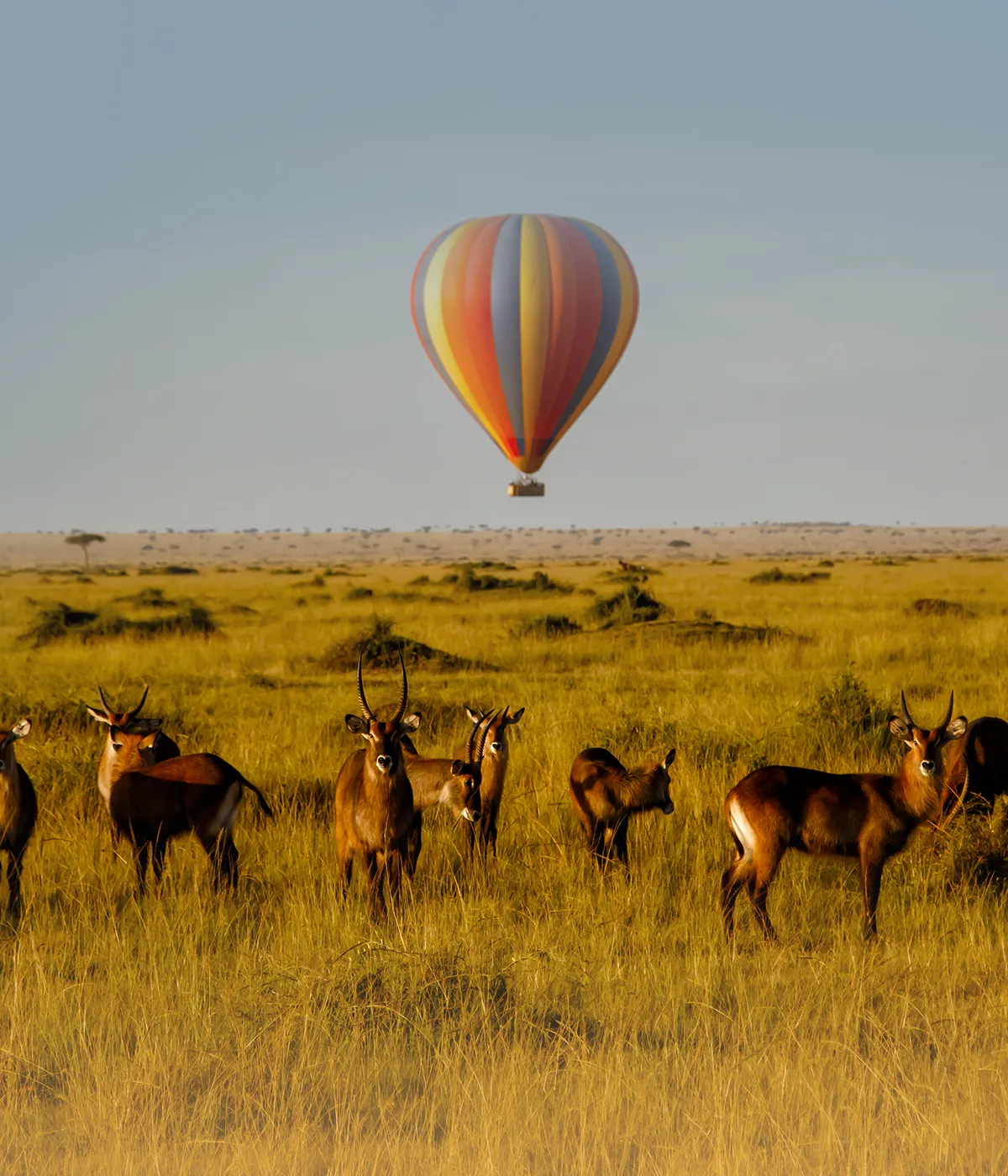 Serengeti Wildebeest Migration