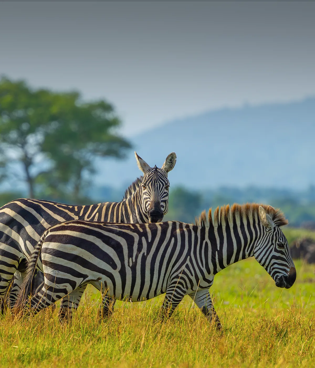 Serengeti – Ngorongoro Wildlife