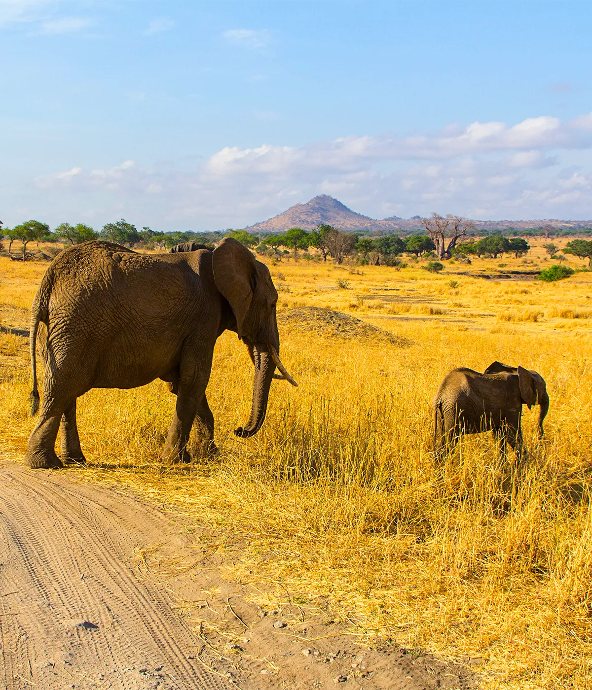 Manyara NP - Arusha Big Five