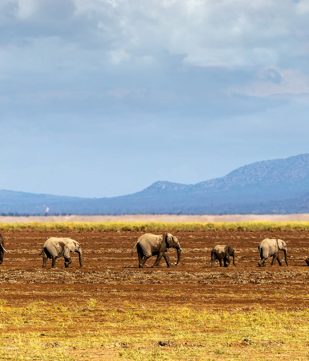 Manyara NP - Arusha Wildlife