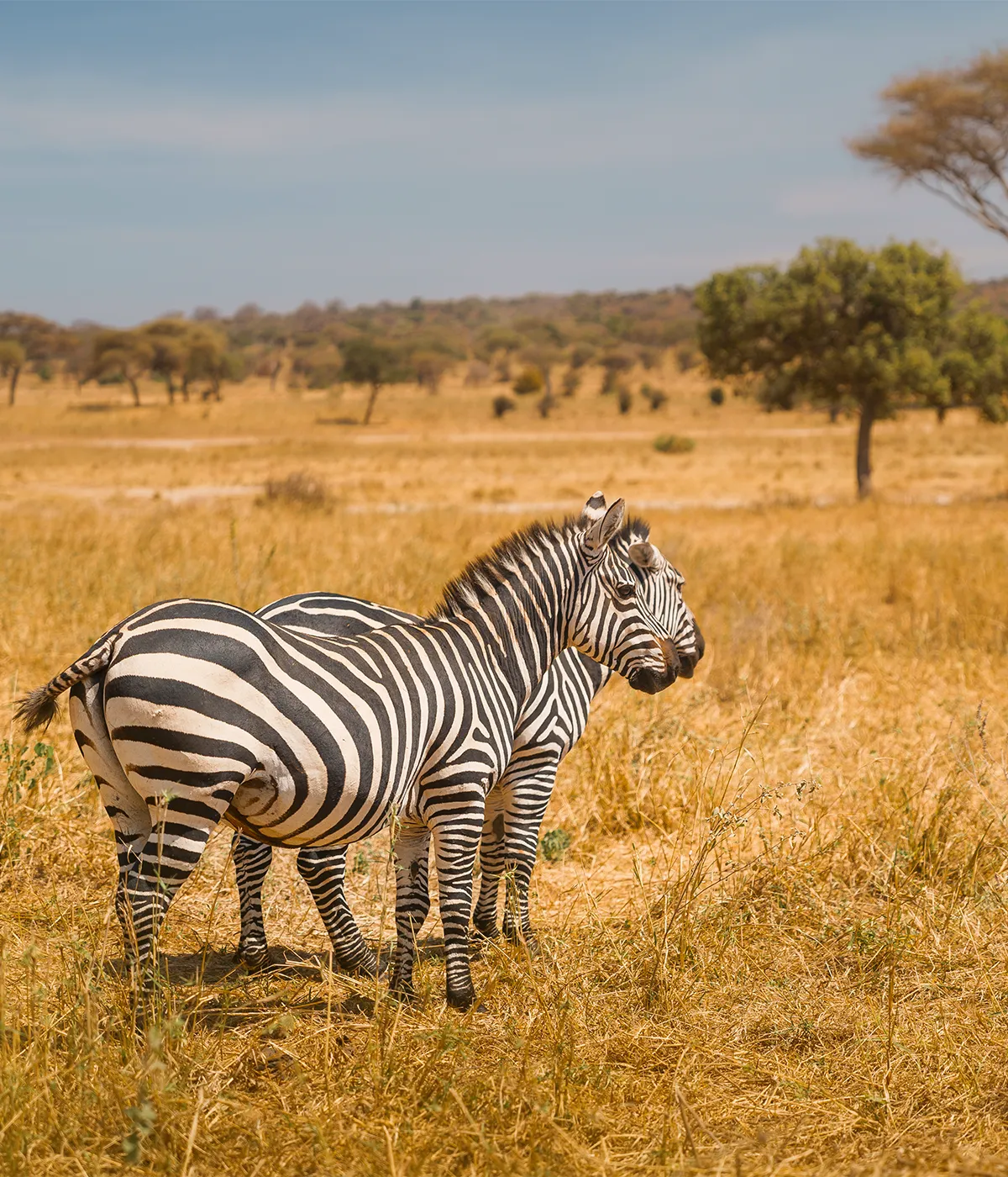 Arusha- Tarangire Attractions