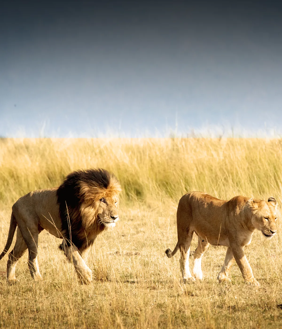 Arusha- Tarangire Big Five