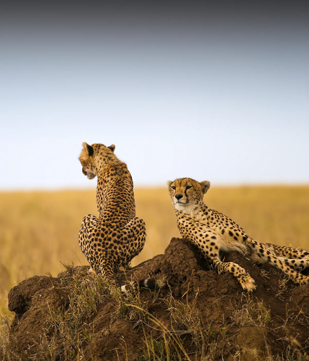 Arusha- Tarangire Wildlife Viewing
