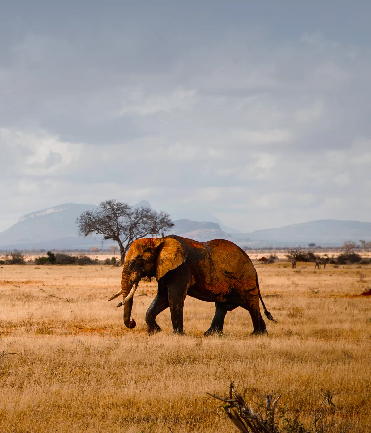 Tarangire - Serengeti Wildlife