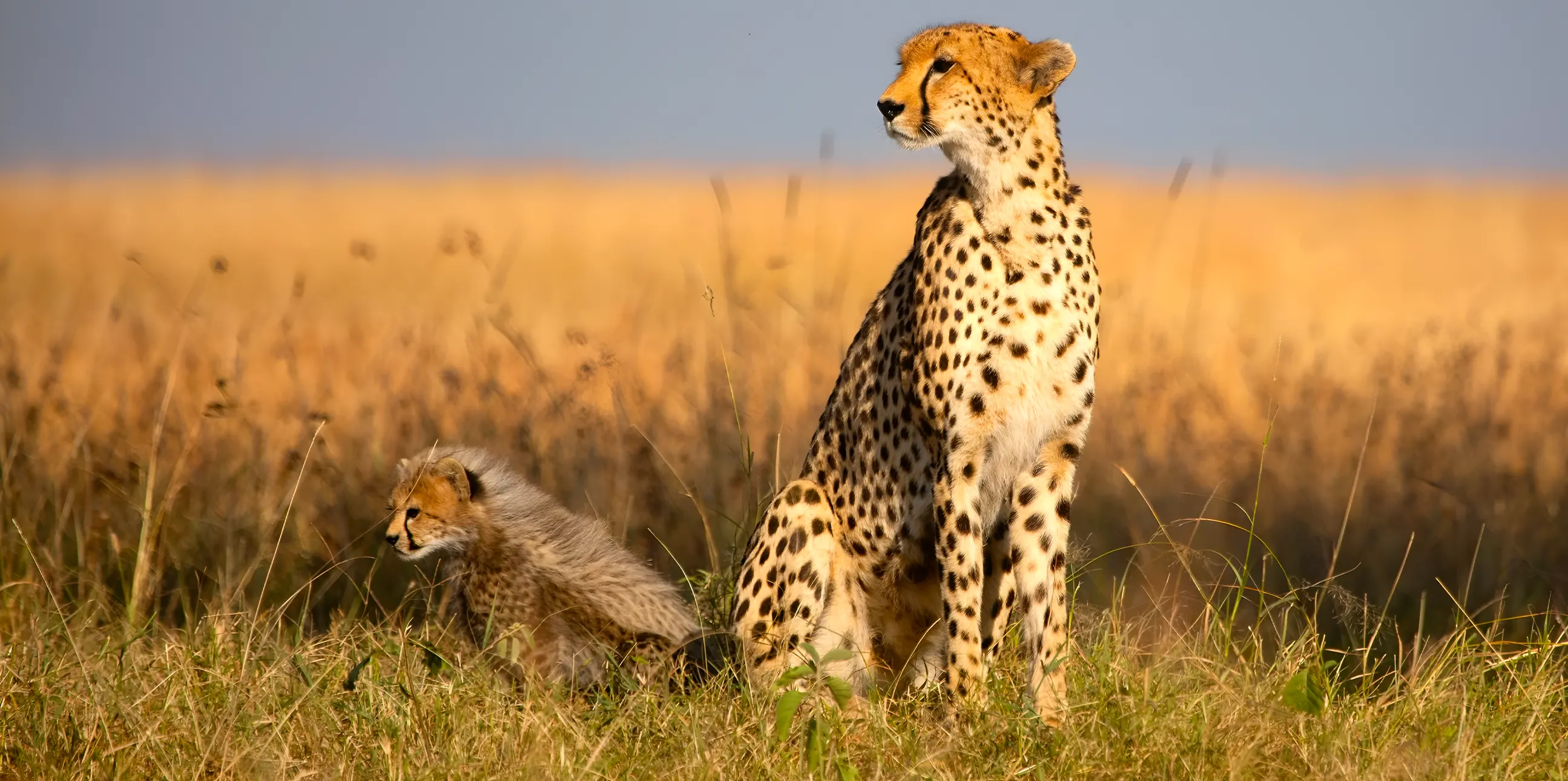 10 Days Tanzania Safari