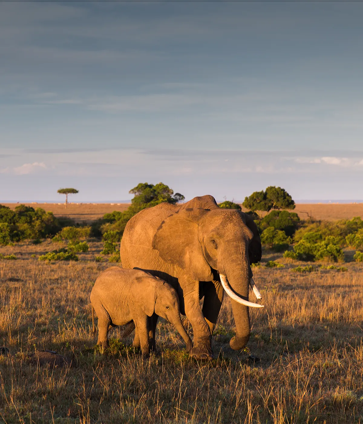 Tarangire National Park Wildlife