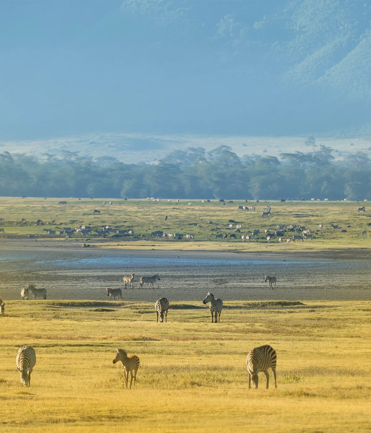 Ngorongoro Crater Attraction