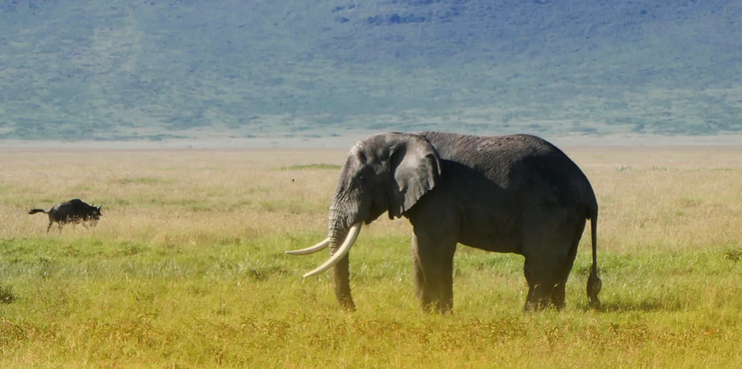 2 Day Safari Tarangire and Ngorongoro Crater