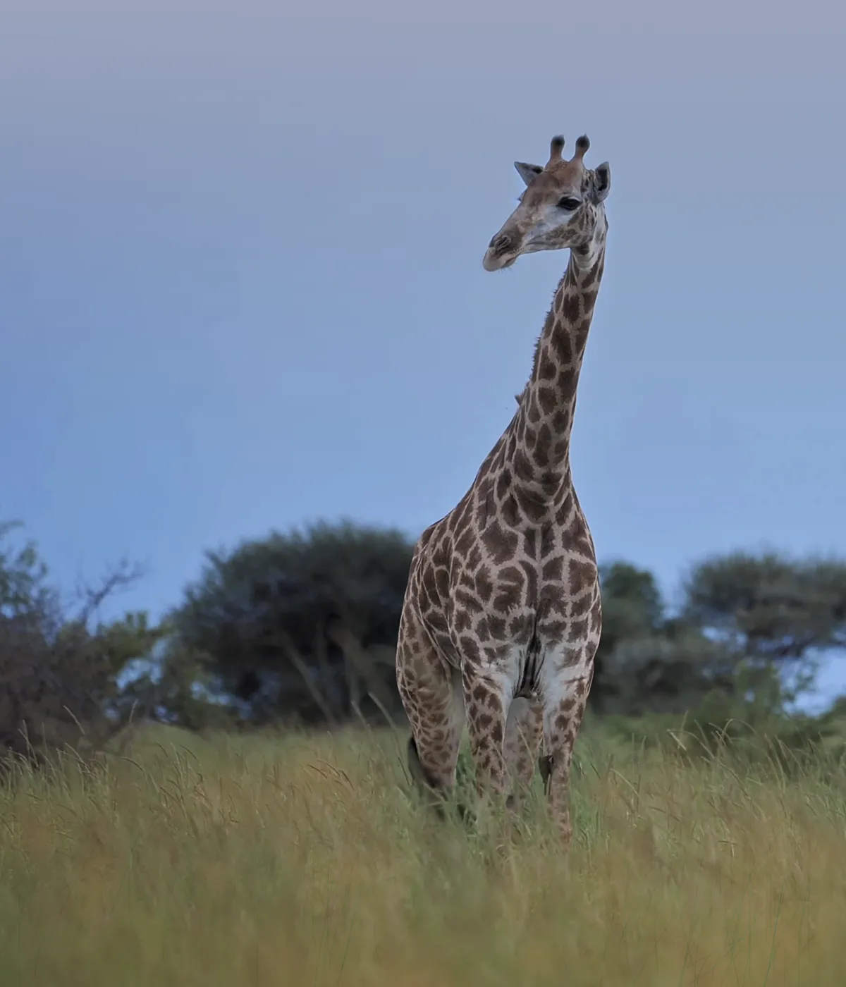 Tarangire National Park Wildlife