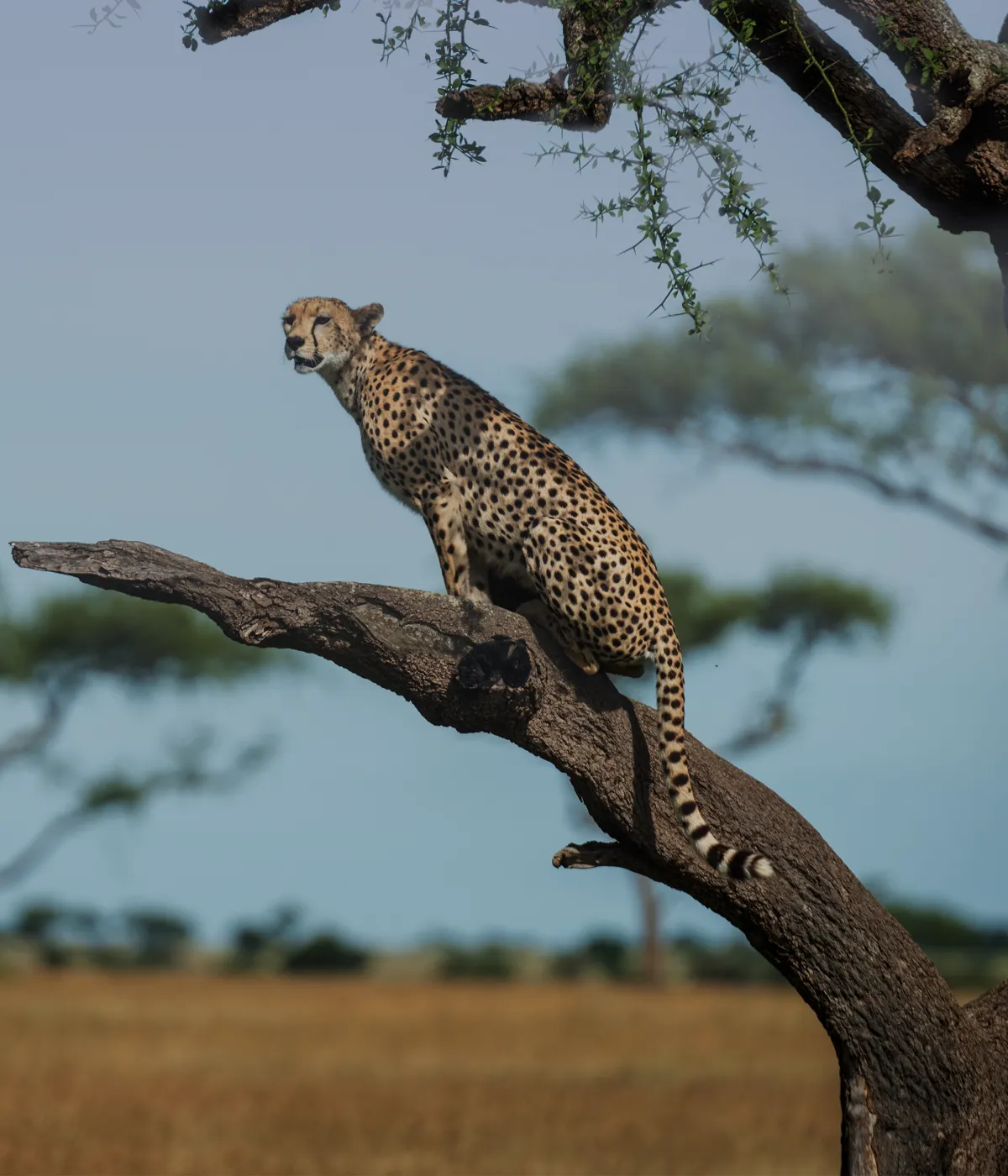 Tarangire National Park baobab tree