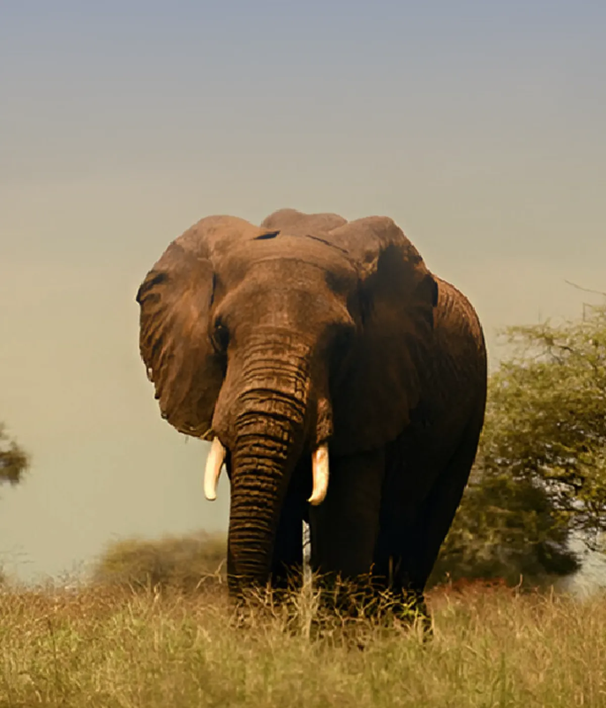 Serengeti National Park Attraction