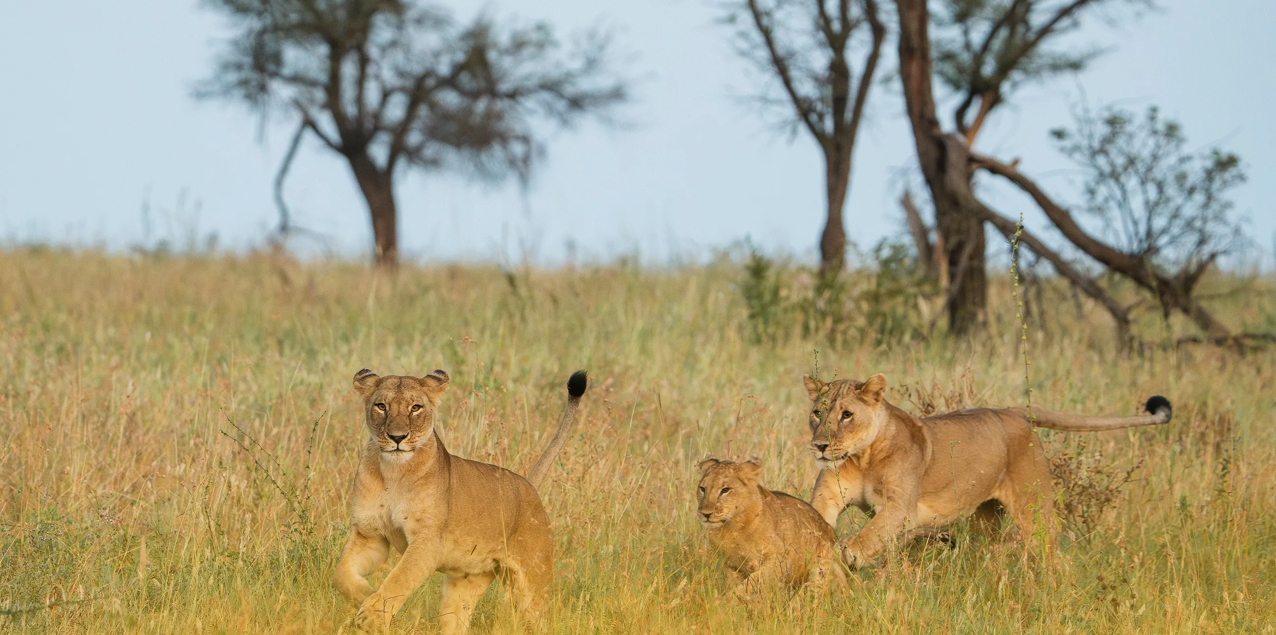 2 Days Safari (Tarangire/Ngorongoro Crater)