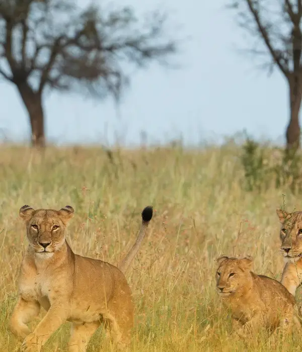 2 Days Safari (Tarangire/Ngorongoro Crater)