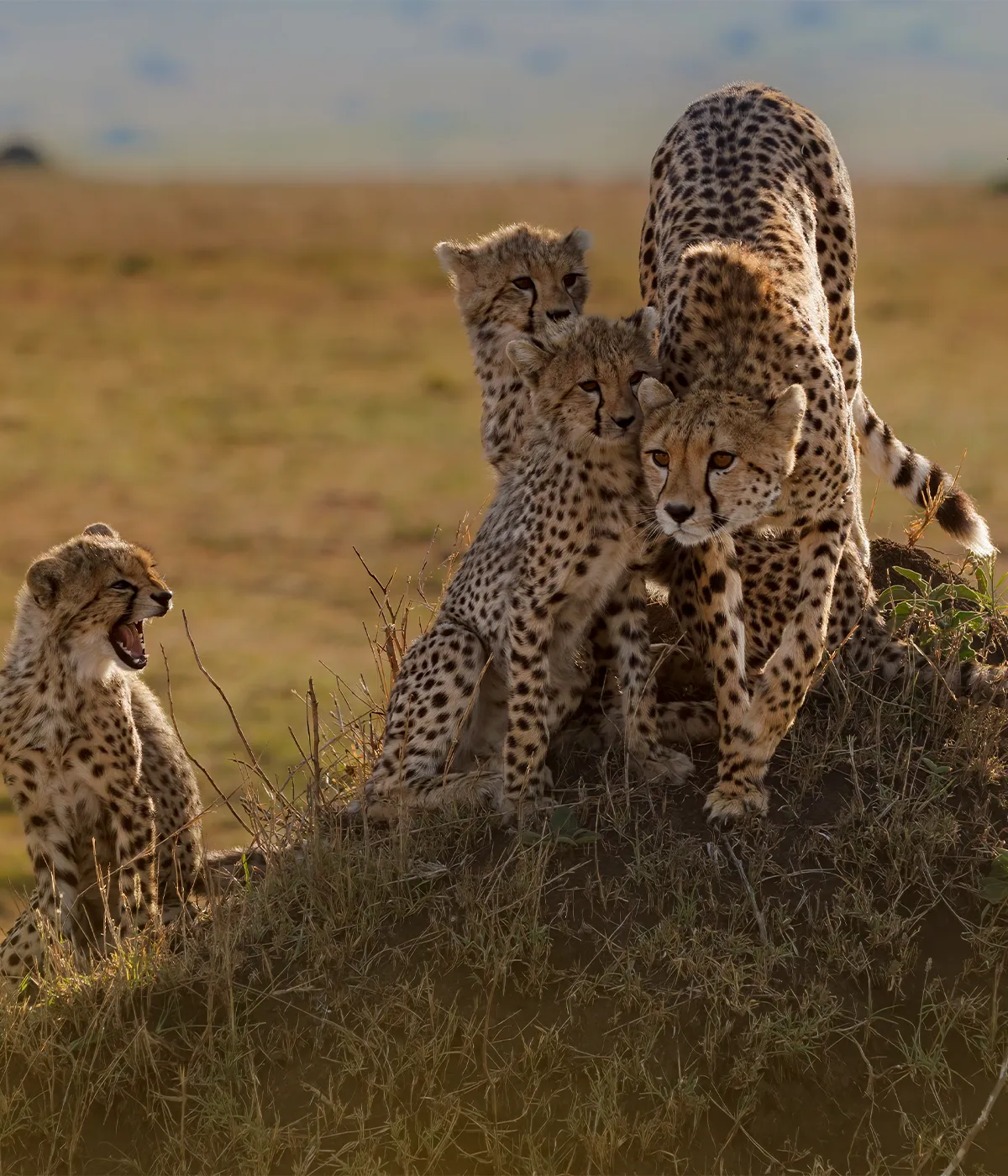 Ngorongoro Crater Wildlife