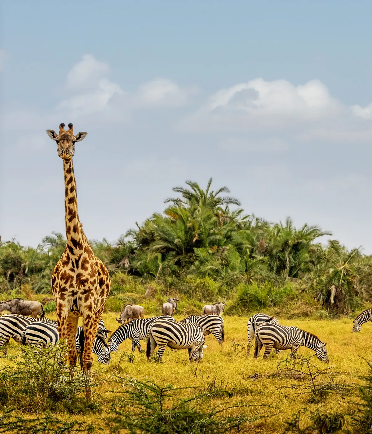 Lake Manyara National Park Giraffe