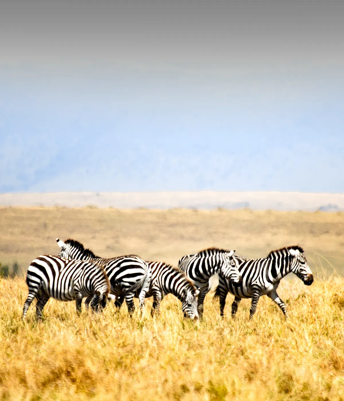 Lake Manyara National Park Attraction