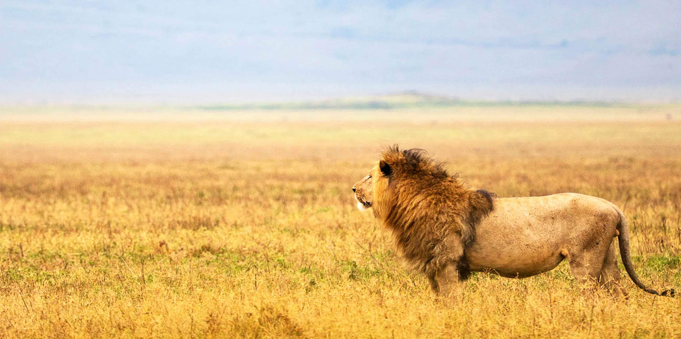 3 Days Tanzania Budget Safari