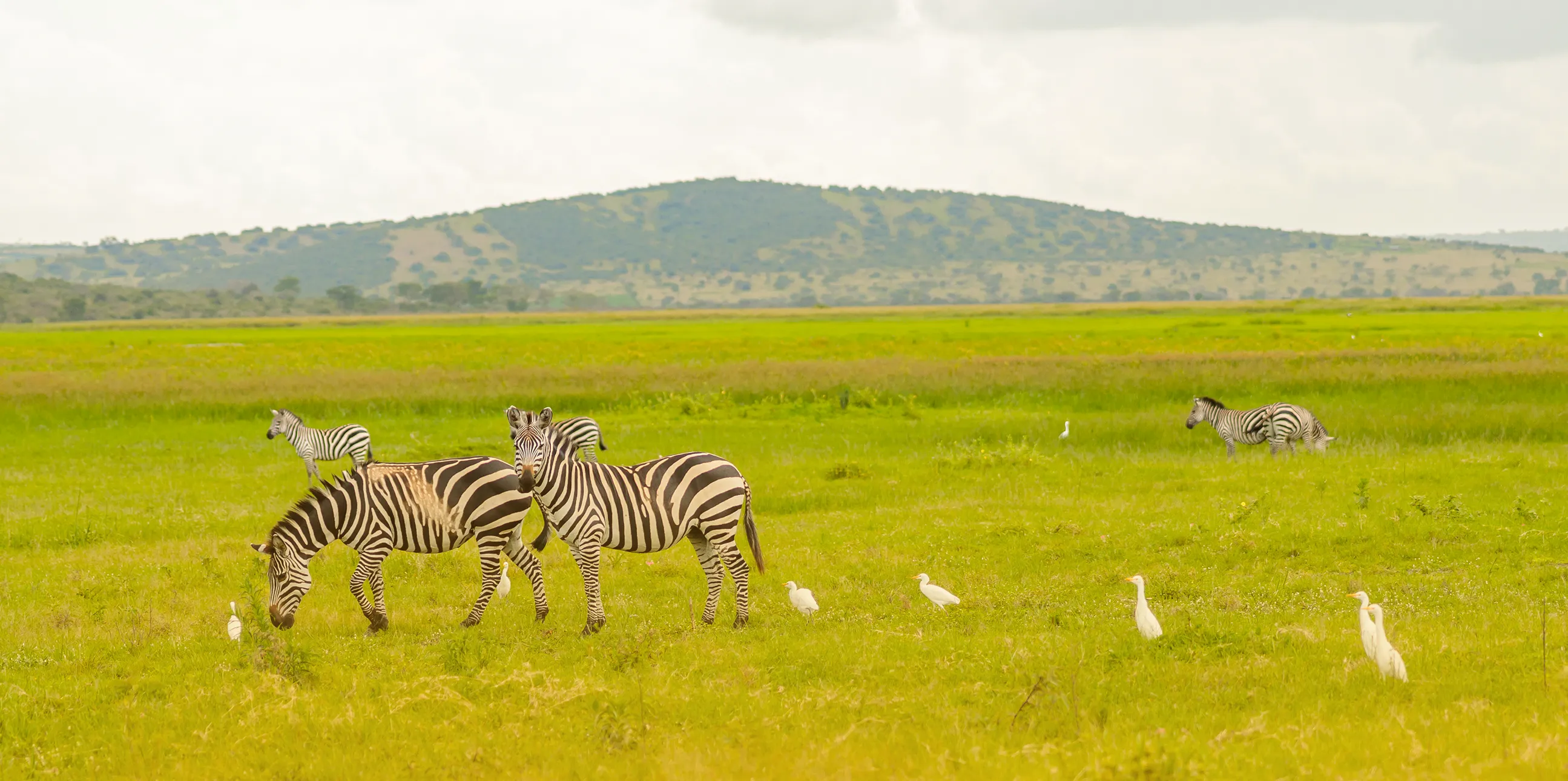 3 Days Serengeti & Ngorongoro