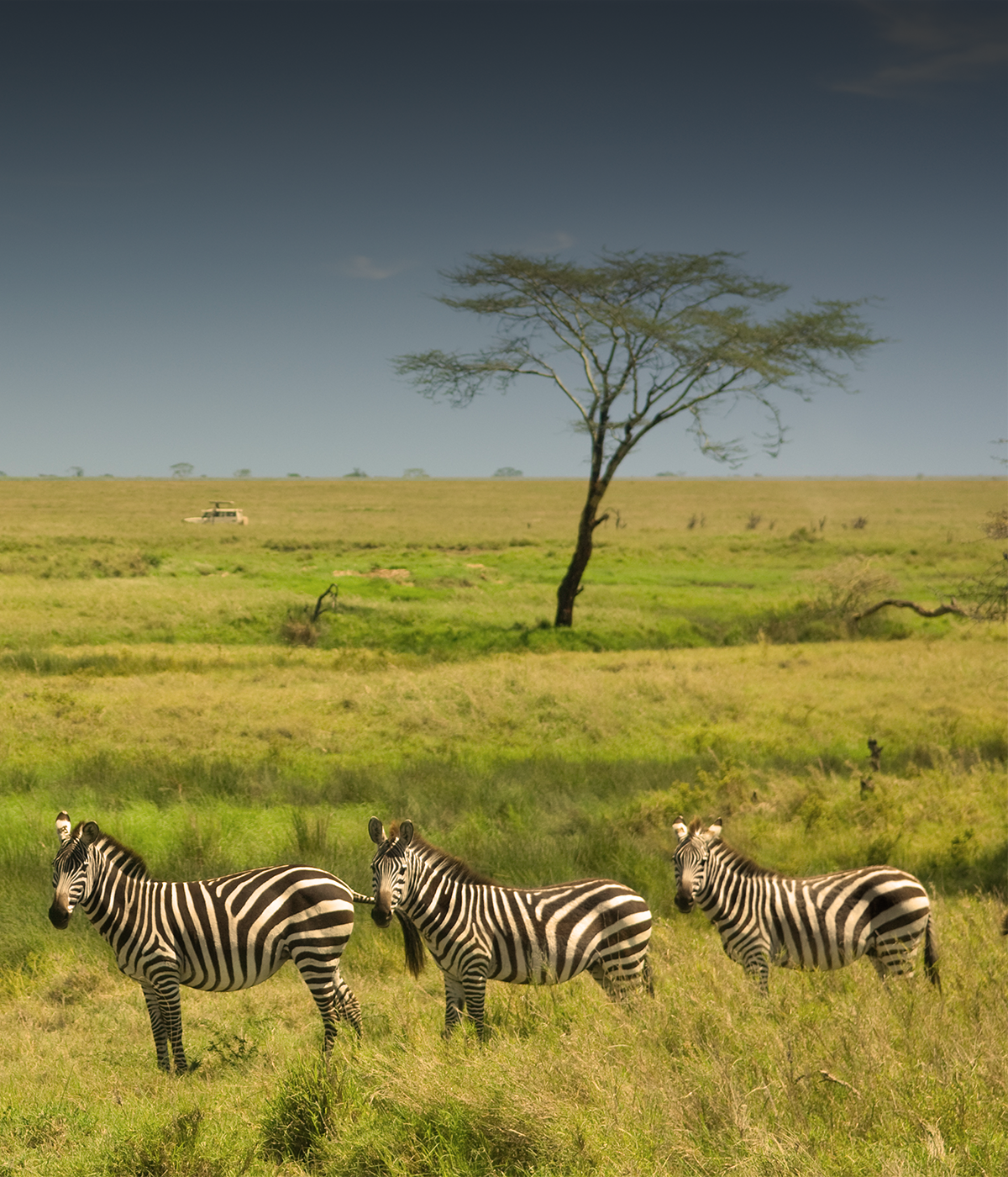 Arusha- Serengeti Wildlife