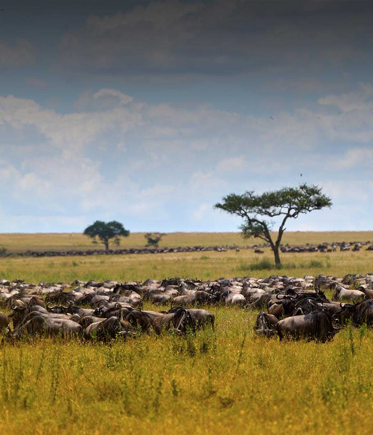 Arusha- Serengeti Migration