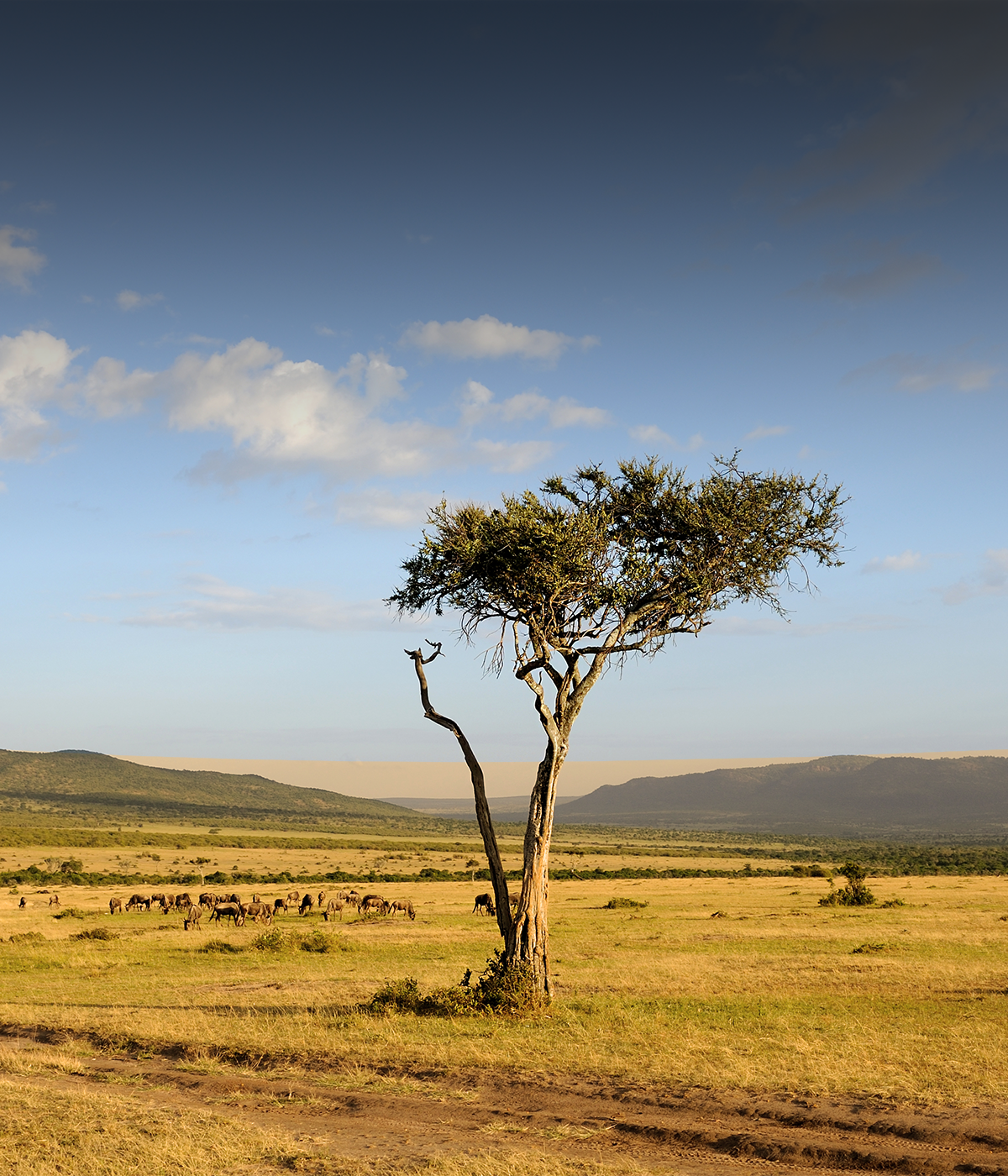 Serengeti savannah