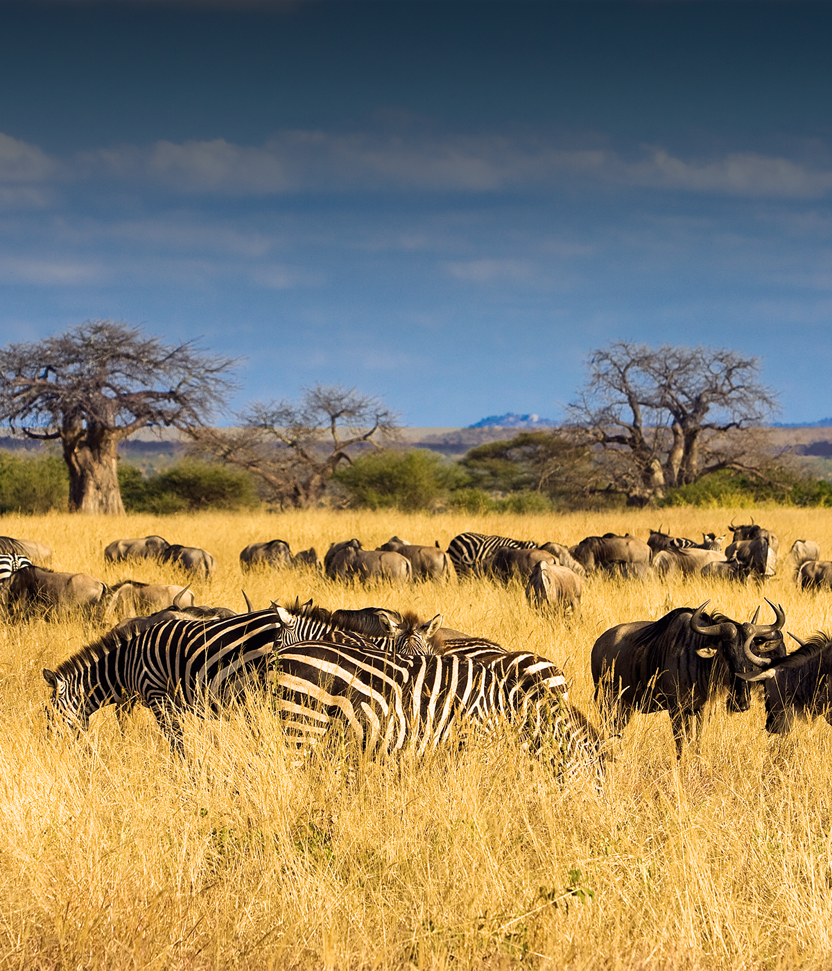 Serengeti Wildlife