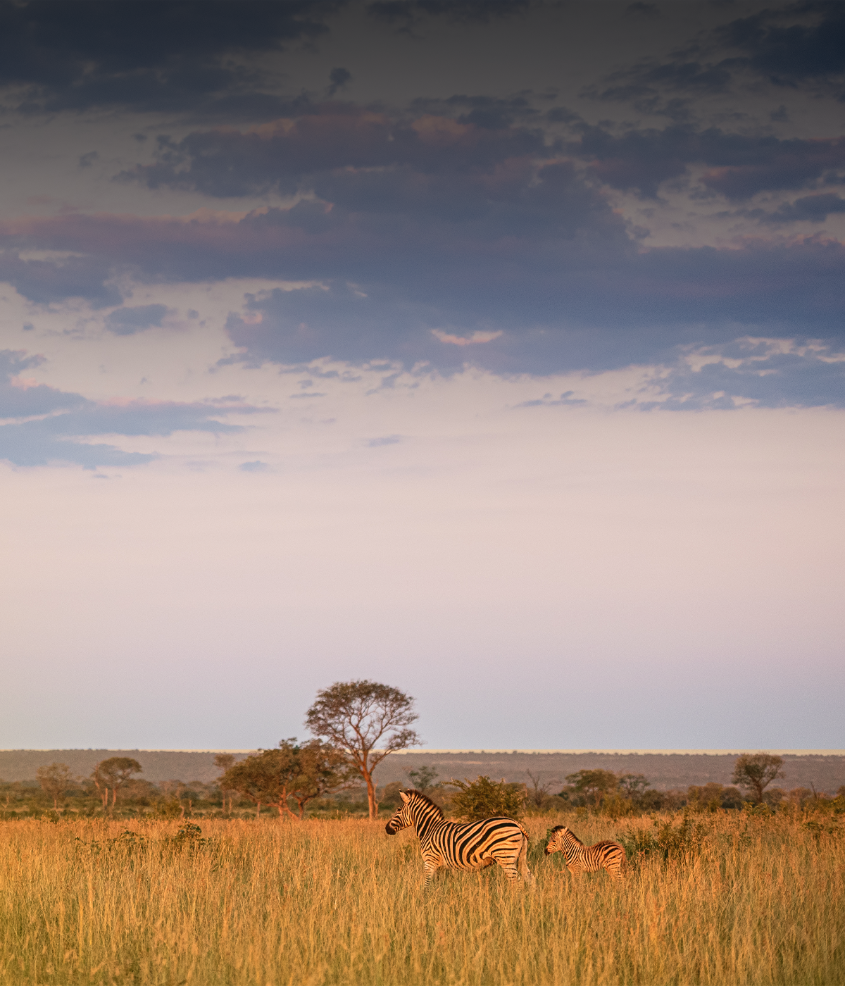 Serengeti to Ngorongoro crater Attractions