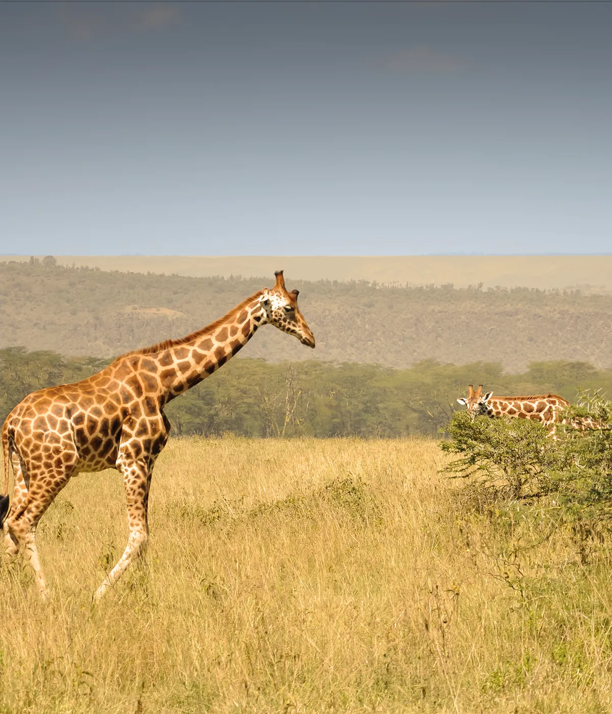 Arusha- Tarangire Birdlife