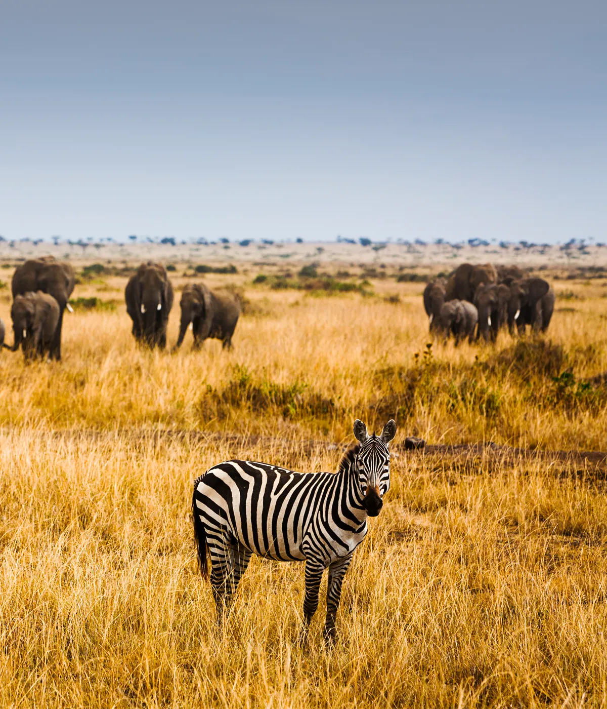 Arusha- Tarangire Game Drives