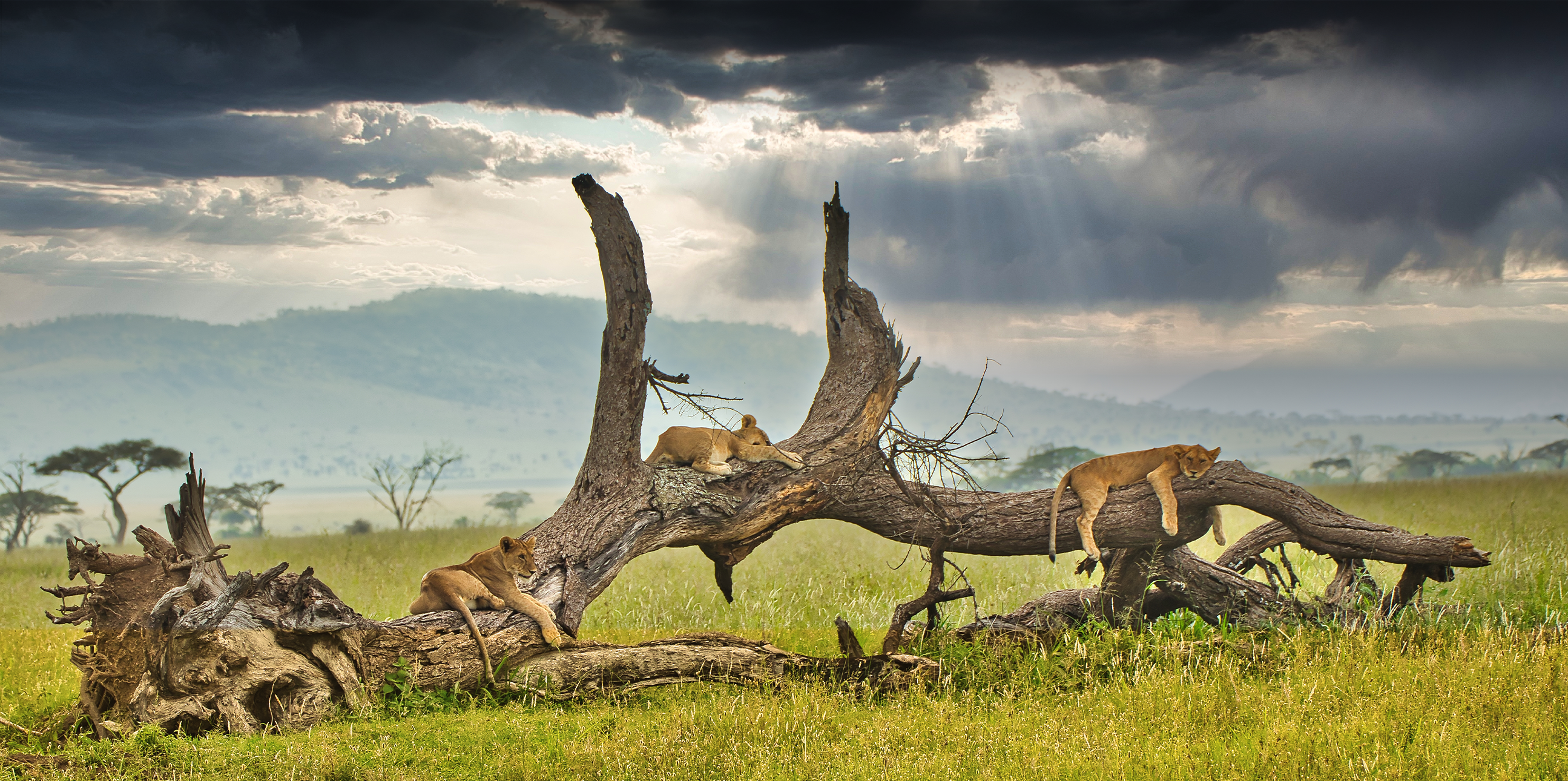 3 Days Tour Program to Serengeti & Ngorongoro