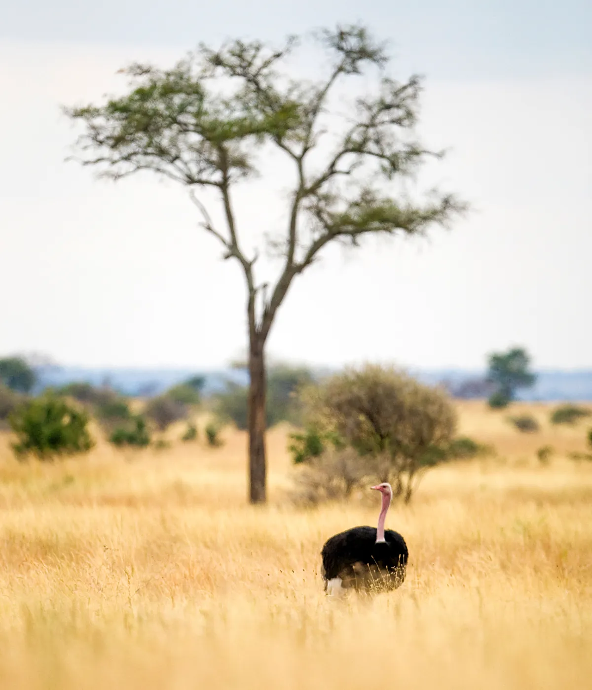 Tarangire National Park Attraction
