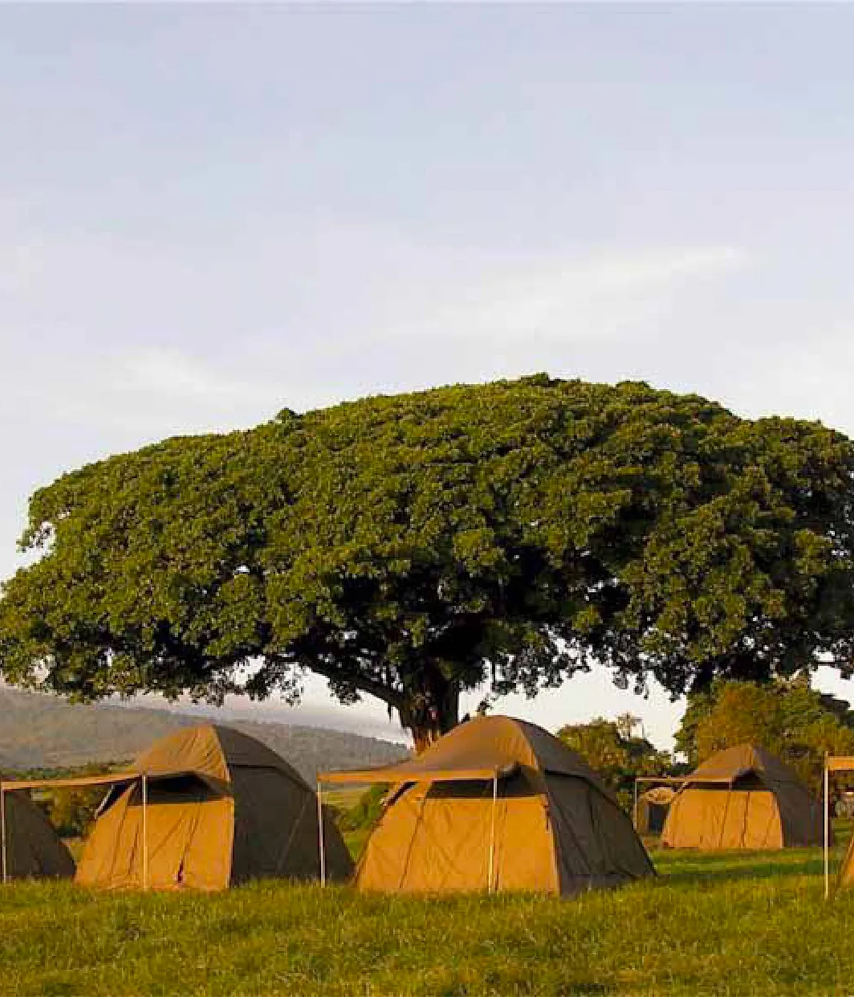 Serengeti National Park Wildlife