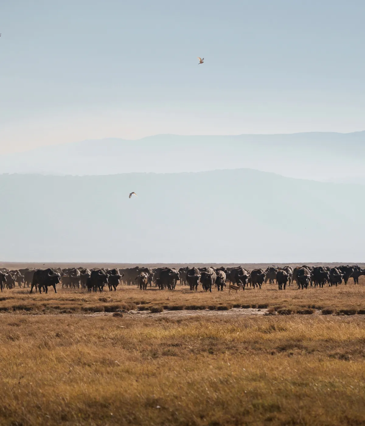 Ngorongoro Crater Wildlife