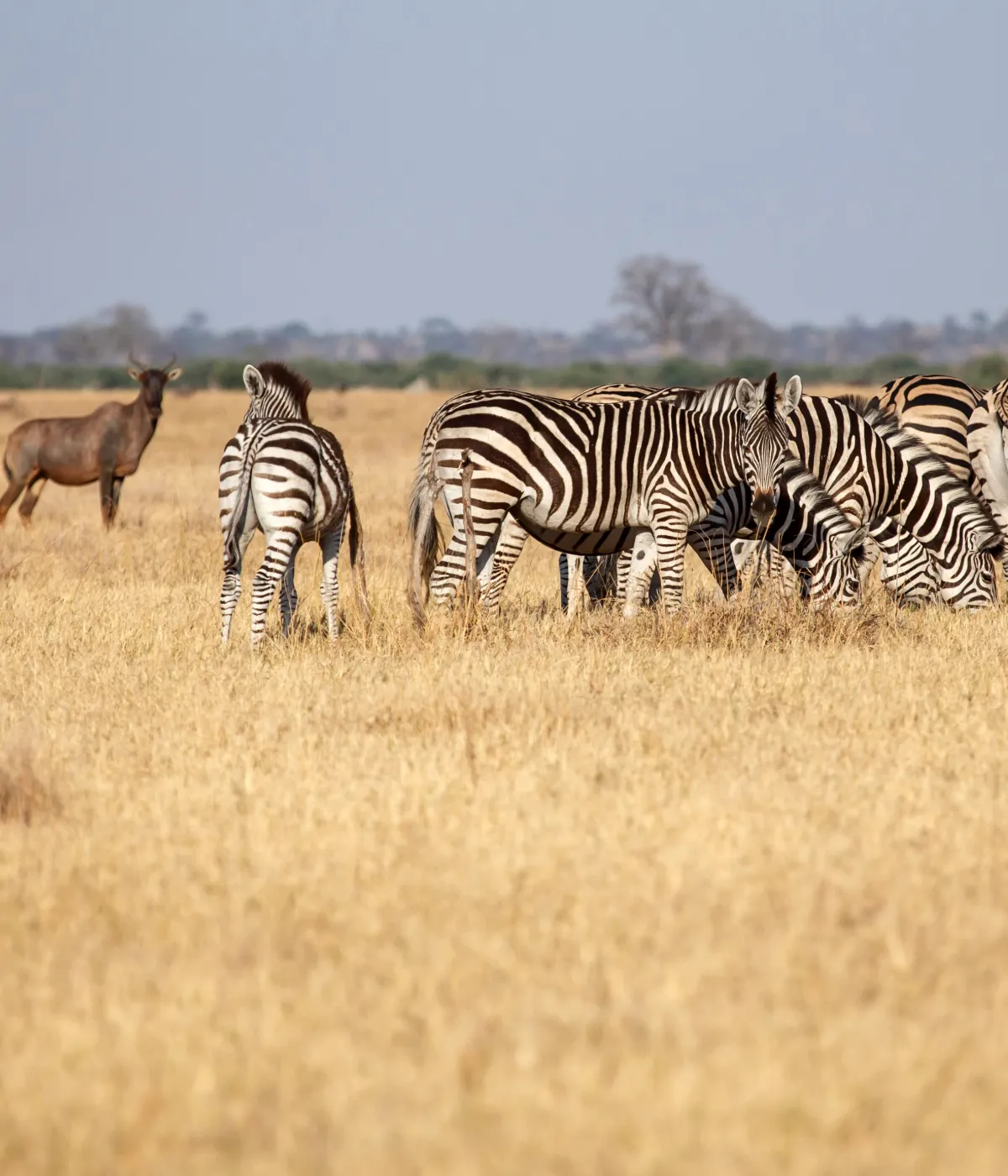 Ngorongoro Crater Attraction