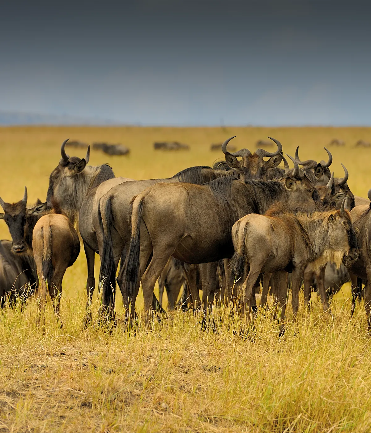 Serengeti National Park Big Five