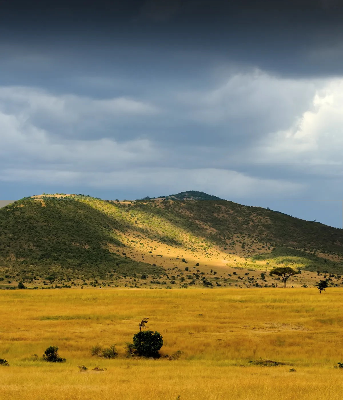 Ngorongoro Conservation Game Drive