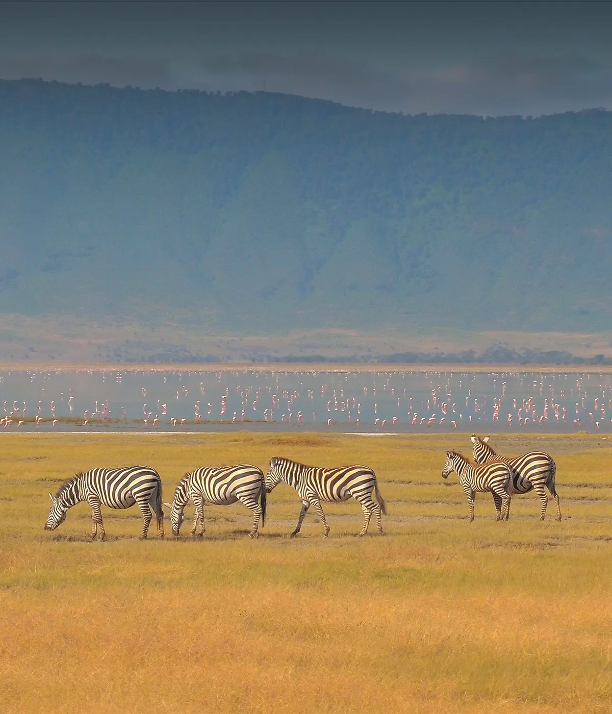 Ngorongoro Conservation Wildlife