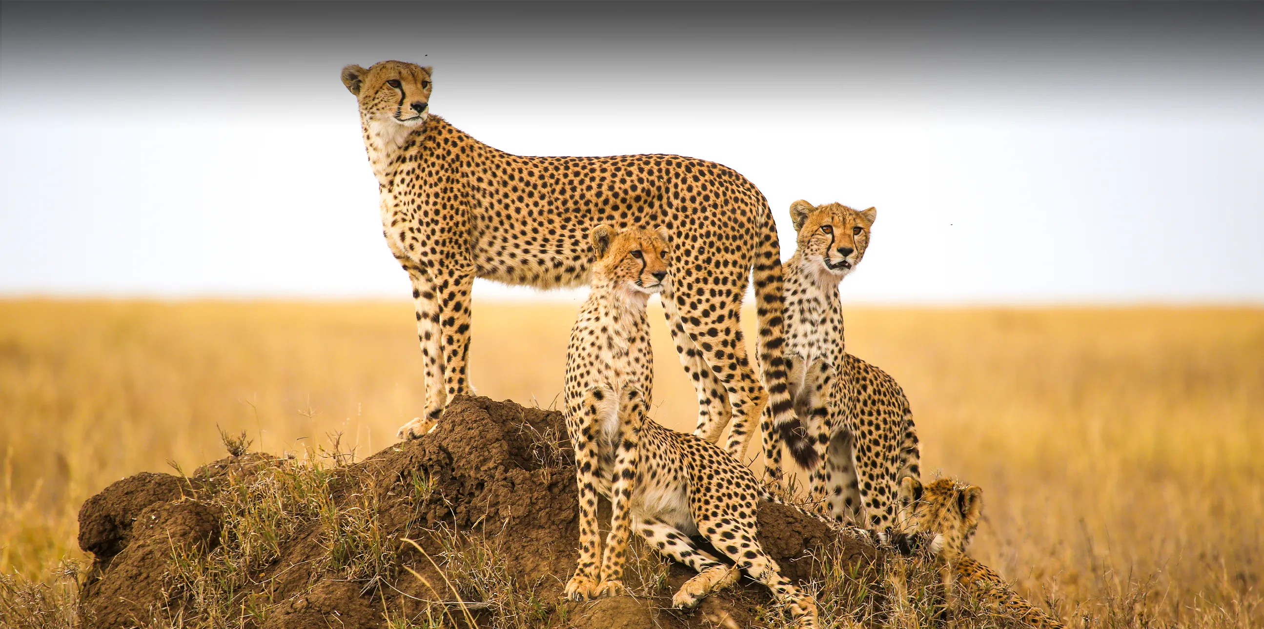 4 Days ( Serengeti / Ngorongoro crater)