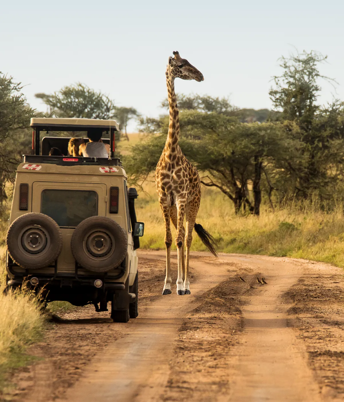 Arusha- Tarangire GameDrives
