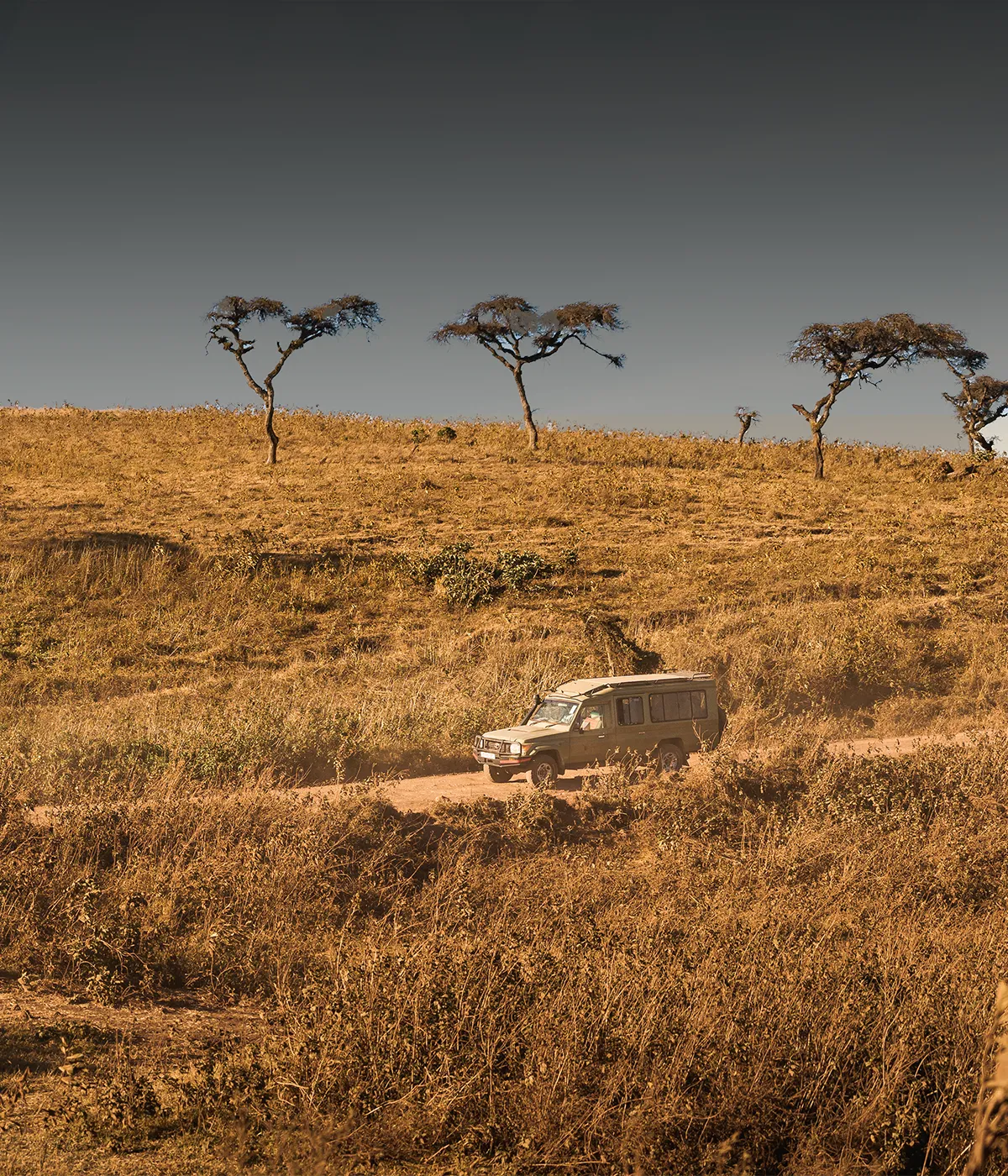 Arusha- Tarangire GameDrives