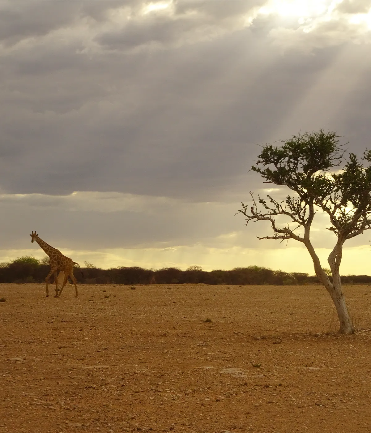 Arusha- Tarangire Wildlife